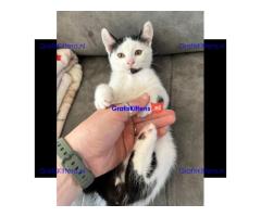 Kittens - Klaar om te vertrekken