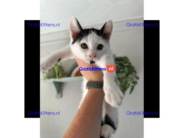 Kittens - Klaar om te vertrekken