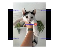 Kittens - Klaar om te vertrekken