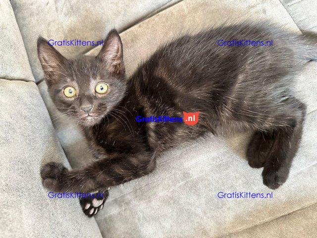 Kittens - Klaar om te vertrekken