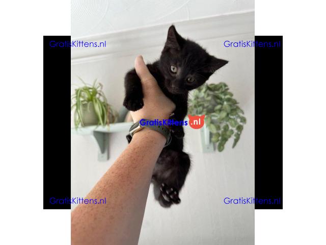 Kittens - Klaar om te vertrekken