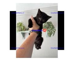 Kittens - Klaar om te vertrekken