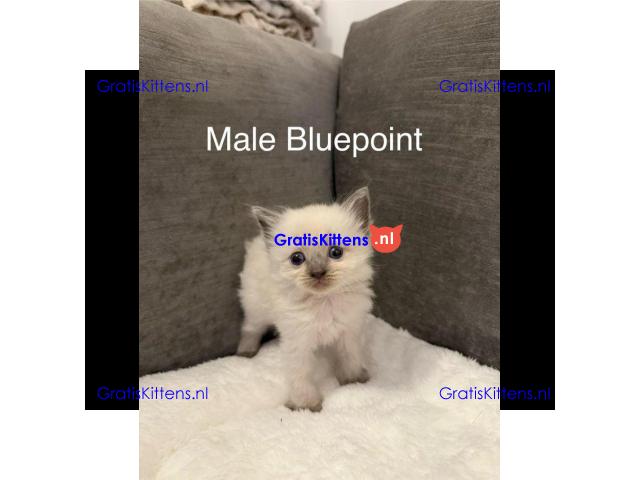 Blue & Seal Point Ragdoll Kittens