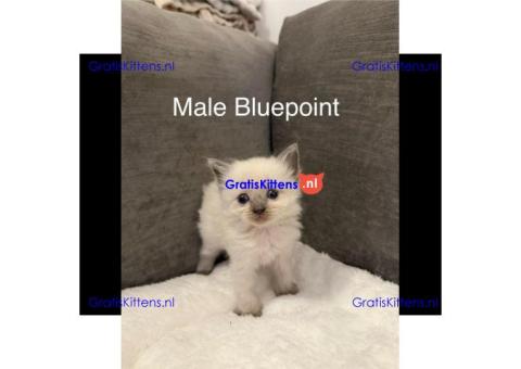 Blue & Seal Point Ragdoll Kittens