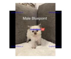 Blue & Seal Point Ragdoll Kittens