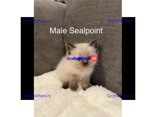 Blue & Seal Point Ragdoll Kittens