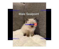 Blue & Seal Point Ragdoll Kittens