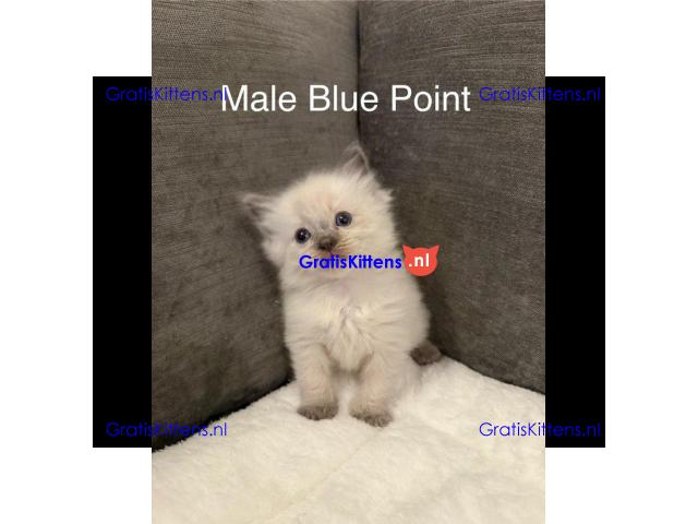 Blue & Seal Point Ragdoll Kittens