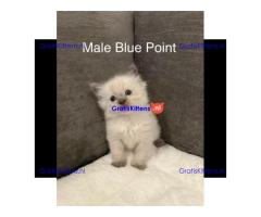 Blue & Seal Point Ragdoll Kittens