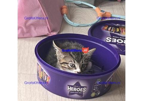 Tabby katertje van 8 weken oud is nog over