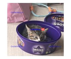 Tabby katertje van 8 weken oud is nog over