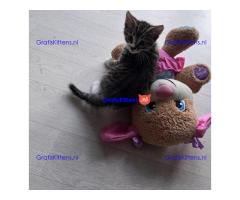 Tabby katertje van 8 weken oud is nog over