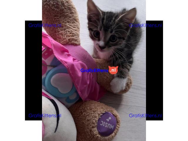 Tabby katertje van 8 weken oud is nog over