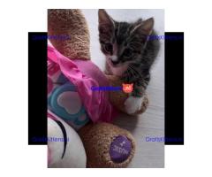 Tabby katertje van 8 weken oud is nog over