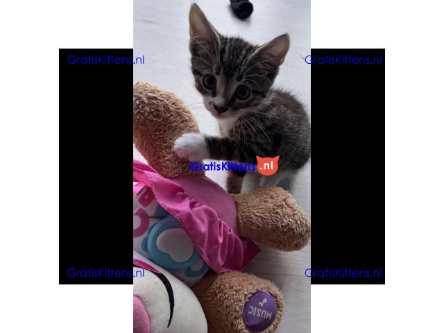 Tabby katertje van 8 weken oud is nog over