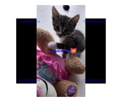 Tabby katertje van 8 weken oud is nog over