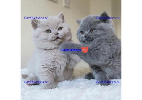 Britse Korthaar/Scottish Fold Blauw en Lilac kitten