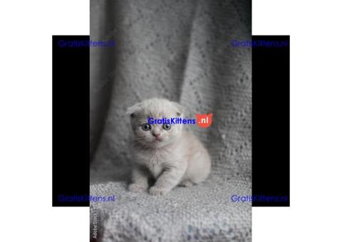 Britse Korthaar/Scottish Fold Blauw en Lilac kitten