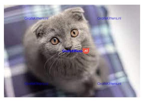 Britse Korthaar/Scottish Fold Blauw en Lilac kitten