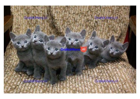 Russische blauwe kittensee