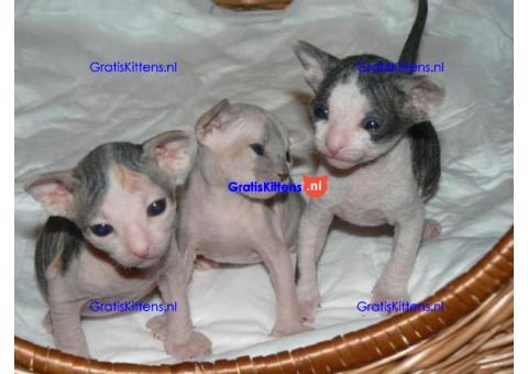 Sphynx-kittens nu beschikbaar