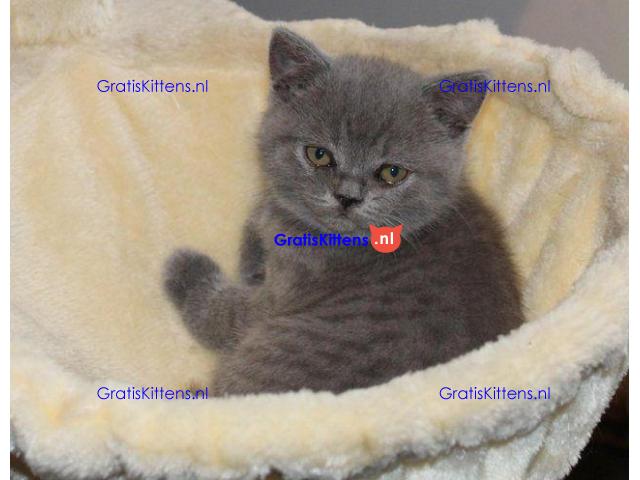 Britse Korthaar/Scottish Fold Blauw en Lilac kitten €  Whatsapp-nummer: +31 6 877 322 95