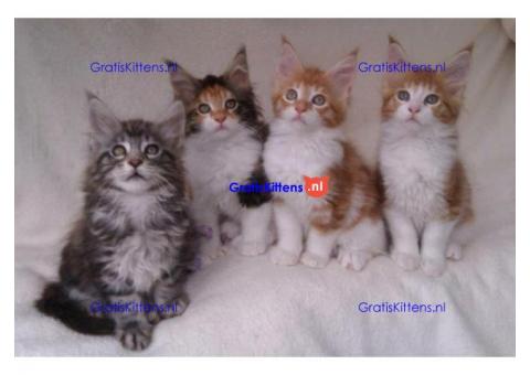 ragdoll kittens voor adoptie