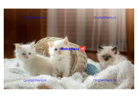 Kwaliteit Ragdoll-kittens voor herplaatsing