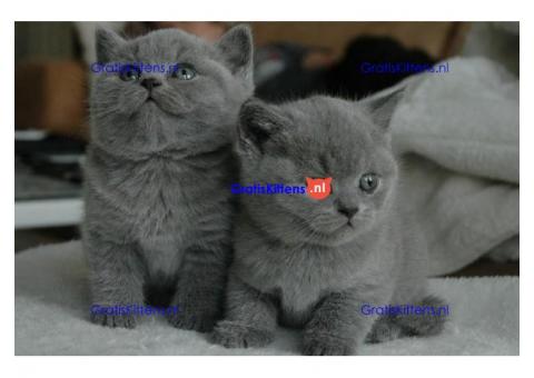 Britse shothair kittens