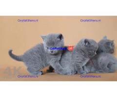 Britse shothair kittens