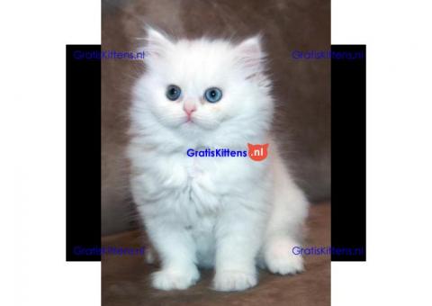 Perzische kittens beschikbaar voor adoptie