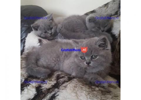 Prachtig nest Britse Korthaar Kittens