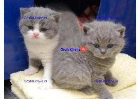 M/V Blauwe Britse korthaar kittens