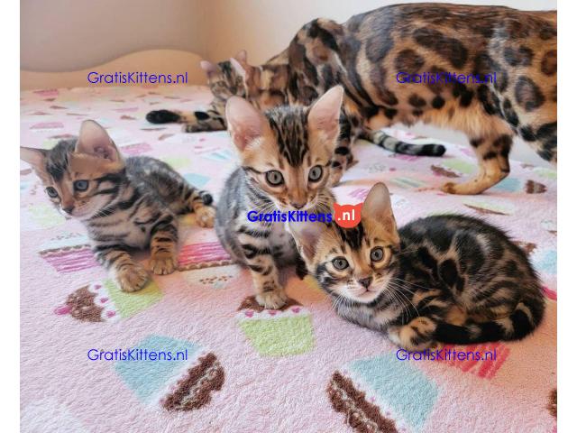 Bengaalse kittens