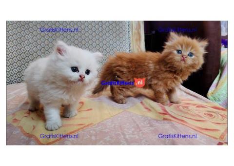 Schattige mannelijke en vrouwelijke Perzische kittens te koop