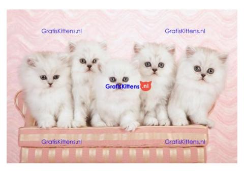 Prachtige Perzische kittens
