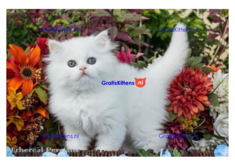 Schattige mannelijke en vrouwelijke Perzische kittens te koop