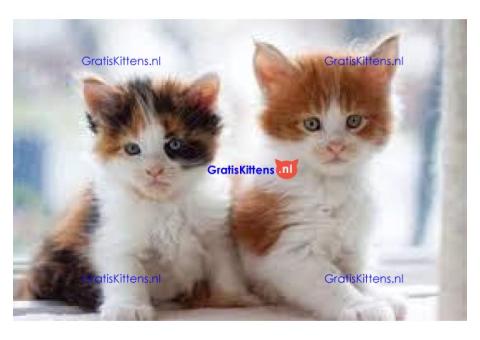 Maine Coon kittens nu beschikbaar