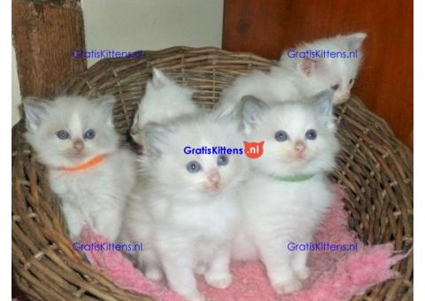 Ragdollkittens die thuis zijn opgevoed