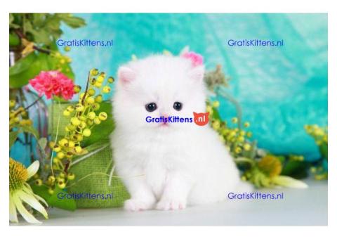 Prachtige Perzische kittens
