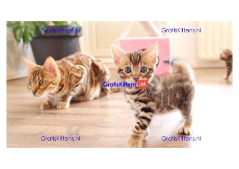 4 prachtige Bengaalse kittens te koop