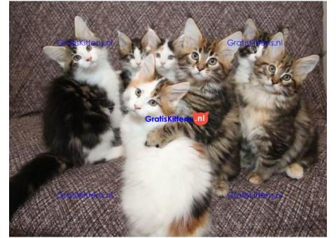 Zuivere Maine Coon kittens beschikbaar