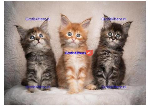 Maine Coon kittens nu beschikbaar