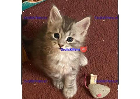 Lieve Maine Coon Kittens te koop