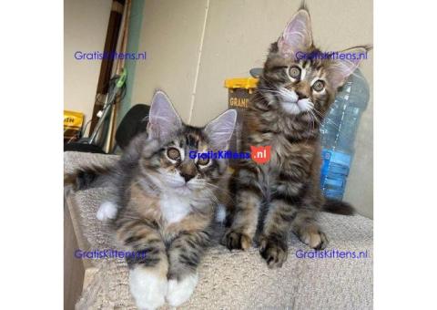 Maine Coon Kittens