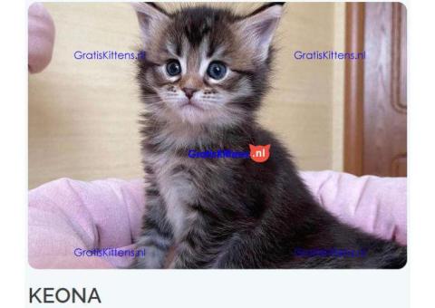 Prachtige Maine Coon kittens te koop