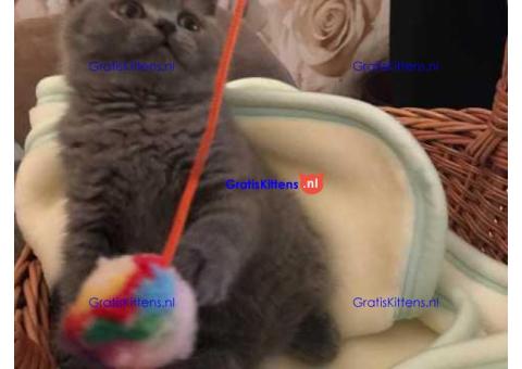 Schattige Britse Korthaar kittens ter adoptie