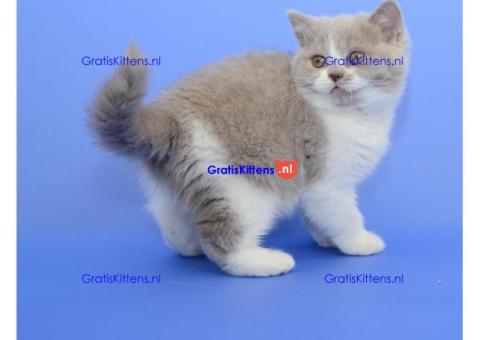 Schattige Britse Korthaar kittens ter adoptie