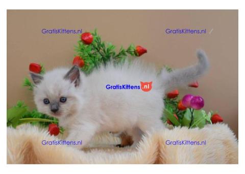 Reumatische en vrouwelijke Ragdoll-kittens