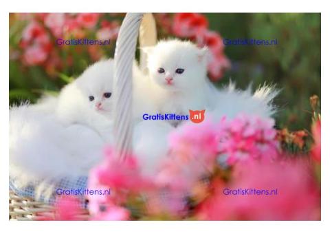 Ik heb een prachtige Perzische kitten